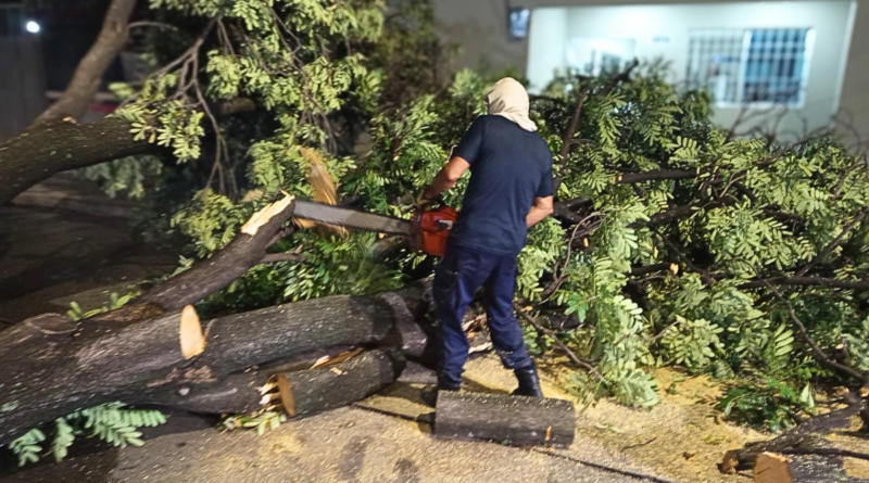 Autoridades reportan caída de 12 árboles tras fuerte lluvia y viento en Valledupar