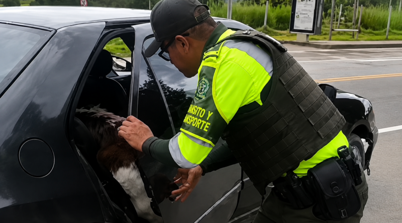 Insólita imagen en Boyacá: dos vacas fueron transportadas en un carro y el video es viral