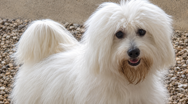 Investigan muerte a tiros de Nicky, un perro French poodle