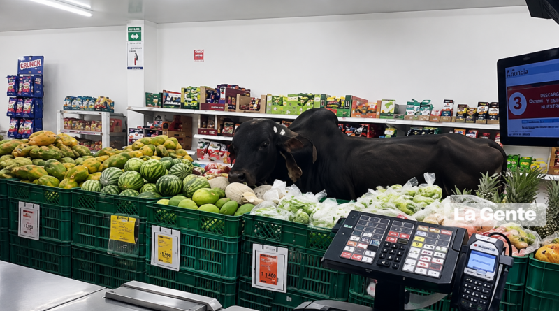 ¡Insólito! Un toro entró a un D1 y se fue directo a la sección de frutas