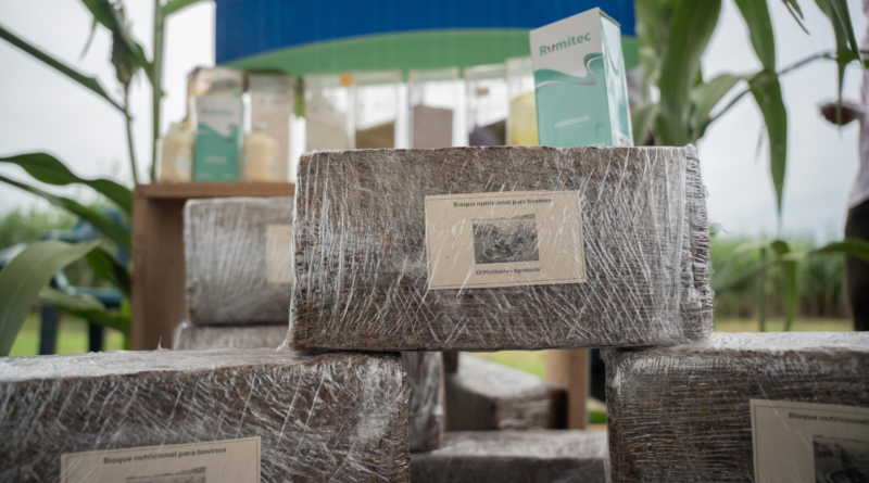 9.100 pequeños ganaderos del Cesar recibirán apoyo ante el fenómeno de El Niño