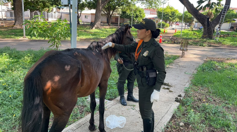 Capturan a hombre por presunto maltrato animal en Valledupar: caballo presentaba lesiones y bajo estado corporal